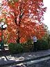 fall_foliage_daveweb