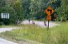steve_rock_riding_123
